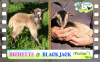 Diaporama You Tube de BICHETTE & BLACKJACK des Tourelles - chevreaux miniatures mantelés
