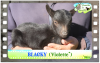 Diaporama de BLACKY des Tourelles - chevreau miniature