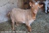 APACHE - bouc miniature herminé aux yeux bleus