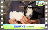 Diaporama You Tube de BROWNIE des Tourelles - chevreau miniature