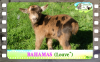 Diaporama You Tube de BAHAMAS des Tourelles - chevrette miniature marbrée