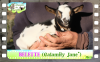 Diaporama You Tube de BELETTE des Tourelles - chevrette miniature