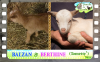 Diaporama You Tube de BERTHINE & BALZAN des Tourelles - chevreaux miniatures