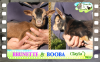 Diaporama You Tube de BRUNETTE & BOOBA des Tourelles - chevreaux miniatures