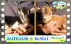 Diaporama You Tube de BANZAÏ & BALTHAZAR des Tourelles - chevreaux miniatures