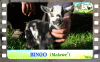 Diaporama You Tube de BINGO des Tourelles - chevreau miniature marbré