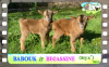 Diaporama You Tube de BECASSINE & BABOUK des Tourelles - chevreaux miniatures dont yeux bleus