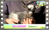 Diaporama You Tube de BLUEBERRY des Tourelles - chevrette miniature rouan