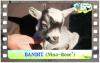 Diaporama de BANDIT des Tourelles - chevreau miniature