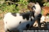 USKO des Tourelles - bouc miniature aux yeux bleus