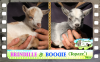 Diaporama de BRINDILLE & BOOGIE des Tourelles - chevreaux miniatures
