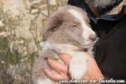 AGATHE des Tourelles - femelle 1 d'OLMEDA, chienne Border Collie lilac