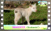 Diaporama You Tube de BISCOTTE des Tourelles - chevrette miniature aux yeux bleus