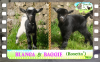 Diaporama You Tube de BLANCA & BAGGIE des Tourelles - chevrettes miniatures avec yeux bleus