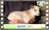 Diaporama You Tube de BALOU des Tourelles - chevreau miniature