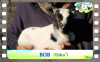 Diaporama You Tube de BOB des Tourelles - chevreau miniature