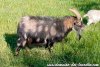 LUIGGI - bouc miniature marbré