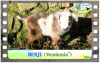 Diaporama de BENJI des Tourelles - chevreau miniature
