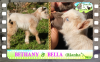 Diaporama You Tube de BELLA & BETHANY des Tourelles - chevrettes miniatures marbrées aux yeux bleus