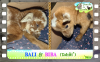 Diaporama You Tube de BIBA & BALI des Tourelles - chevreaux miniatures