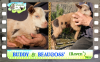 Diaporama You Tube de BUDDY & BEAUGOSS' des Tourelles - chevreaux miniatures
