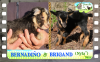 Diaporama You Tube de BERNADINO & BRIGAND des Tourelles - chevreaux miniatures