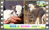 Diaporama You Tube de BELISSA & BLUM des Tourelles - chevreaux miniatures avec yeux bleus
