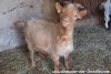 APACHE - bouc miniature herminé aux yeux bleus