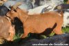 NINO - bouc miniature rouge